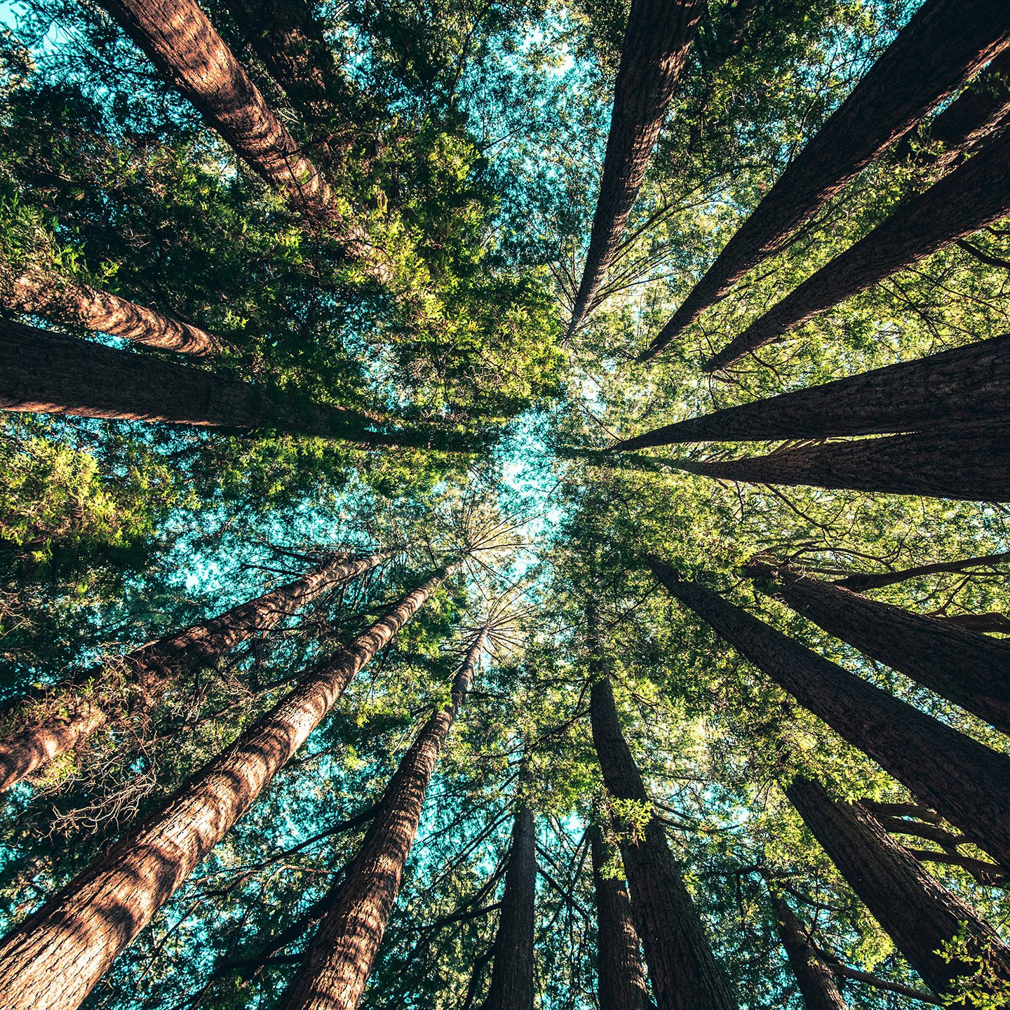 view up into tree canopy